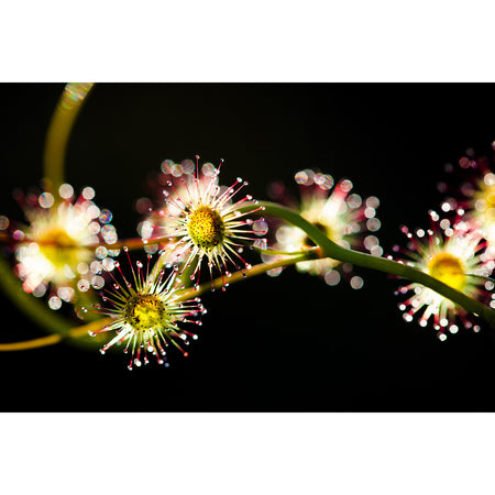 Bridal Rainbow Sundew Earrings / Pear Hooks [PPEP1002]