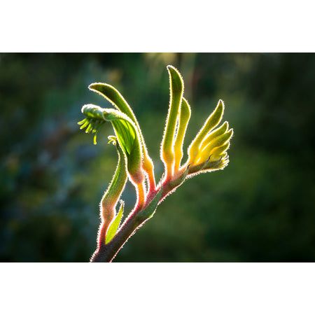 Kangaroo Paw Earrings / Circle Hooks [PPEC1016]