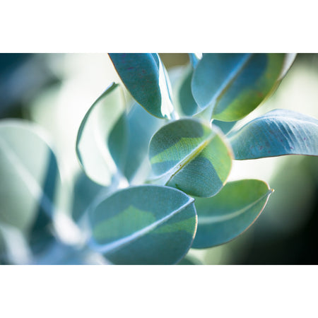 Silk modal scarf - blue Tallerack [PPSL1019]