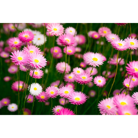Pink Everlastings Earrings / Circle Studs [PPES1026]
