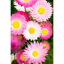 Load image into Gallery viewer, Silk modal scarf - pink white Everlastings [PPSL1030]
