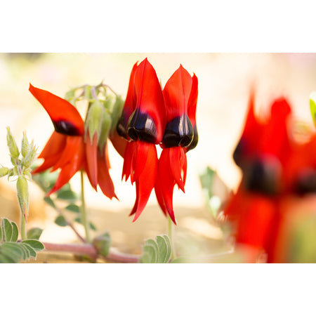 Sturt's Desert Peas Earrings / Circle Hooks [PPEC1036]