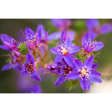 Load image into Gallery viewer, Silk modal scarf - purple Starflower [PPSL1047]
