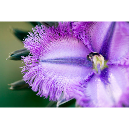 Purple Fringe Lily Earrings / Circle Hooks [PPEC1049]