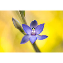 Load image into Gallery viewer, Scented Sun Orchid Earrings / Circle Hooks [PPEC1050]
