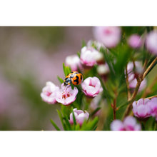Load image into Gallery viewer, Ladybird on Waxflower Earrings / Circle Studs [PPES1051]
