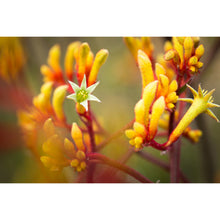 Load image into Gallery viewer, Orange Kangaroo Paw Earrings / Circle Studs [PPES1054]
