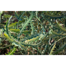 Load image into Gallery viewer, Spiky Banksia Leaves Earrings / Circle Hooks [PPEC1055]
