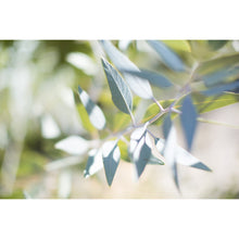 Load image into Gallery viewer, Eucalyptus Leaves Earrings / Circle Studs [PPES1057]
