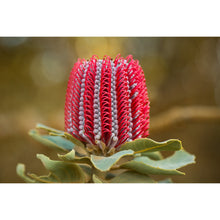 Load image into Gallery viewer, Scarlet Banksia Earrings / Circle Hooks [PPEC1058]
