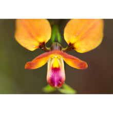 Load image into Gallery viewer, Donkey Orchid Earrings / Circle Studs [PPES1059]
