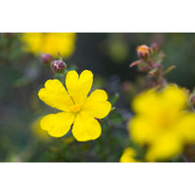 Load image into Gallery viewer, Yellow Buttercups Earrings / Circle Studs [PPES1061]
