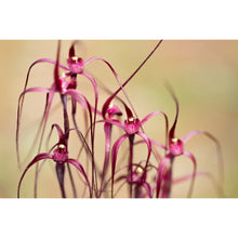 Load image into Gallery viewer, Blood Spider Orchid Earrings / Circle Hooks [PPEC1062]
