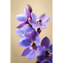 Load image into Gallery viewer, Shirt Orchid Earrings / Pear Hooks [PPEP1067]
