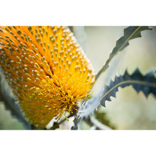 Load image into Gallery viewer, Orange Banksia Earrings / Circle Studs [PPES1068]
