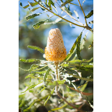 Acorn Banksia Earrings / Pear Hooks [PPEP1069]