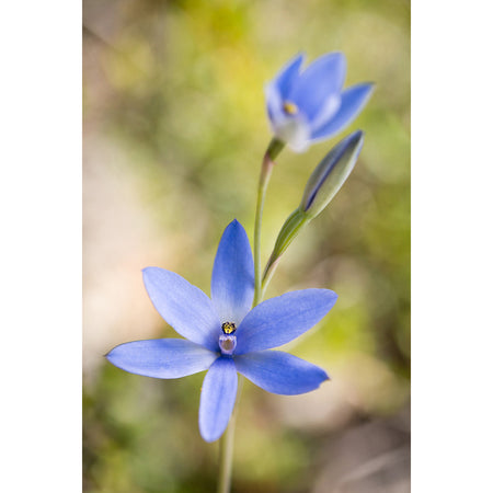 Blue Lady Orchid Earrings / Pear Hooks [PPEP1070]
