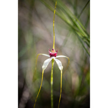 Load image into Gallery viewer, Spider Orchid Earrings / Pear Hooks [PPEP1071]
