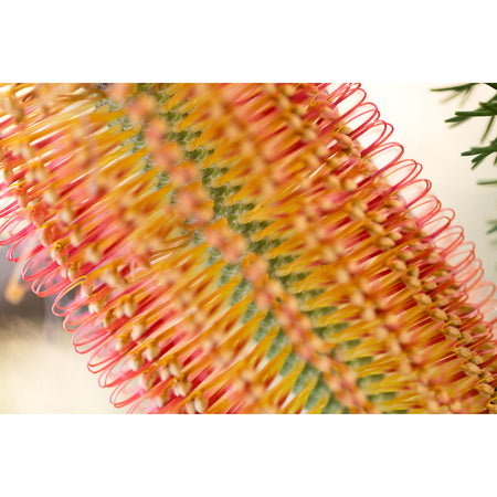 Banksia Macro Earrings / Circle Studs [PPES1072]