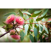 Load image into Gallery viewer, [PP1001] Ramel’s Mallee print
