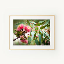 Load image into Gallery viewer, [PP1001] Ramel’s Mallee print
