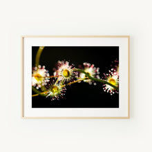 Load image into Gallery viewer, [PP1002] Bridal Rainbow sundew print
