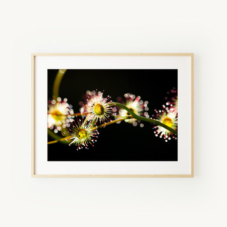 [PP1002] Bridal Rainbow sundew print