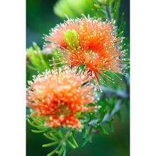 Load image into Gallery viewer, [PP1003] Eremaea ebracteata print

