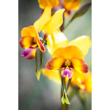Load image into Gallery viewer, [PP1004] Pansy Orchid print
