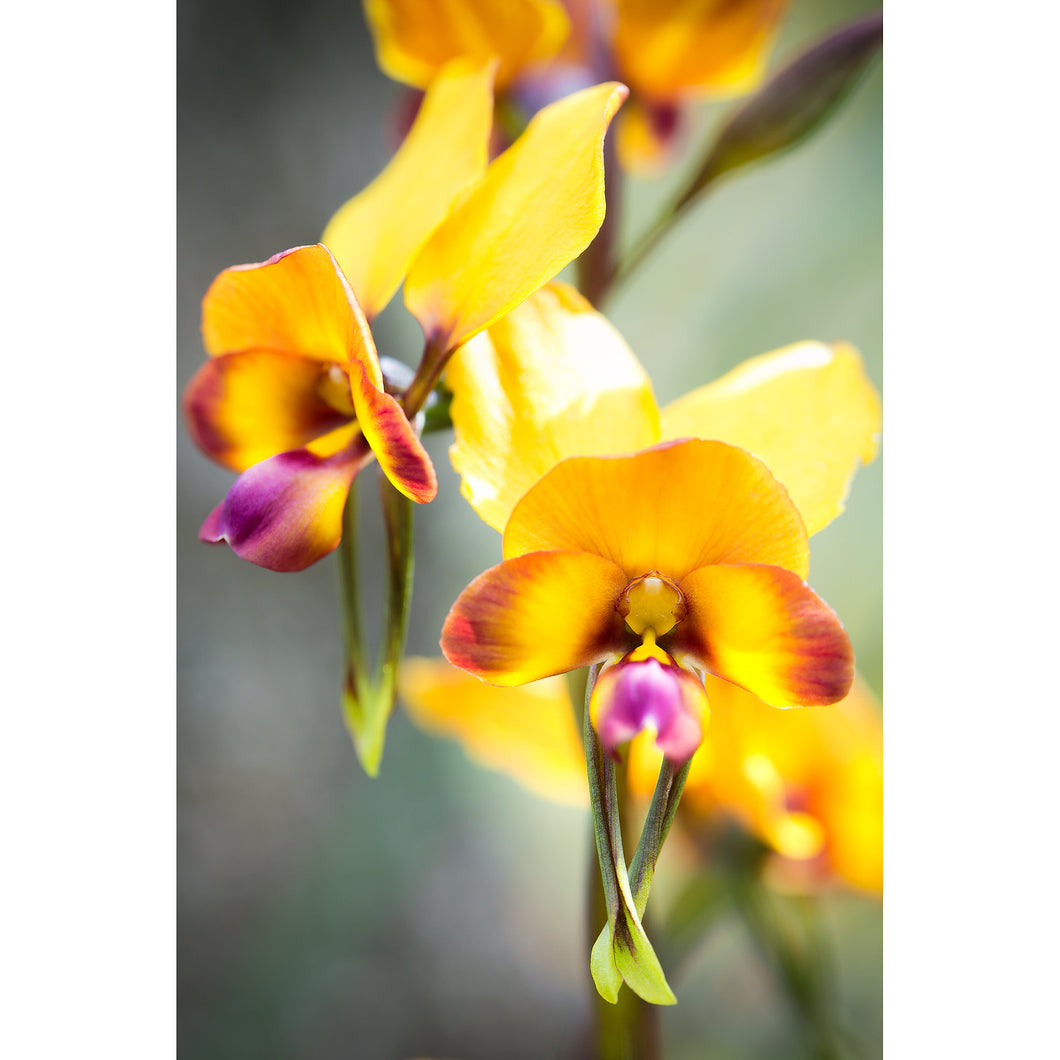 [PP1004] Pansy Orchid print