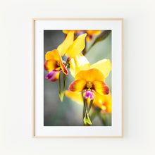 Load image into Gallery viewer, [PP1004] Pansy Orchid print
