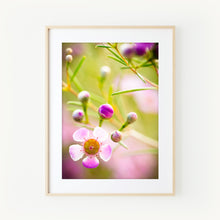 Load image into Gallery viewer, [PP1005] Geraldton Wax print
