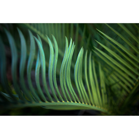 Silk modal scarf - green Zamia [PPSL1006]