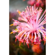 Load image into Gallery viewer, [PP1008] Pincushion Coneflower print
