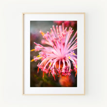 Load image into Gallery viewer, [PP1008] Pincushion Coneflower print
