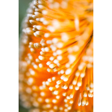 Load image into Gallery viewer, [PP1009] Ashby’s Banksia print
