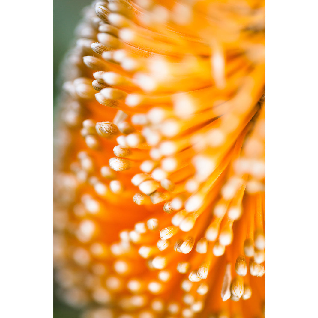 [PP1009] Ashby’s Banksia print