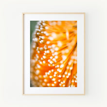 Load image into Gallery viewer, [PP1009] Ashby’s Banksia print
