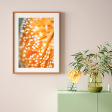 Load image into Gallery viewer, [PP1009] Ashby’s Banksia print
