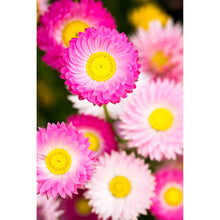 Load image into Gallery viewer, [PP1010] Everlasting paper-daisy print
