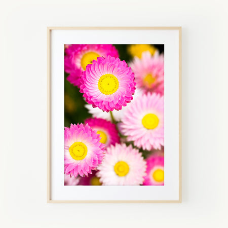 [PP1010] Everlasting paper-daisy print