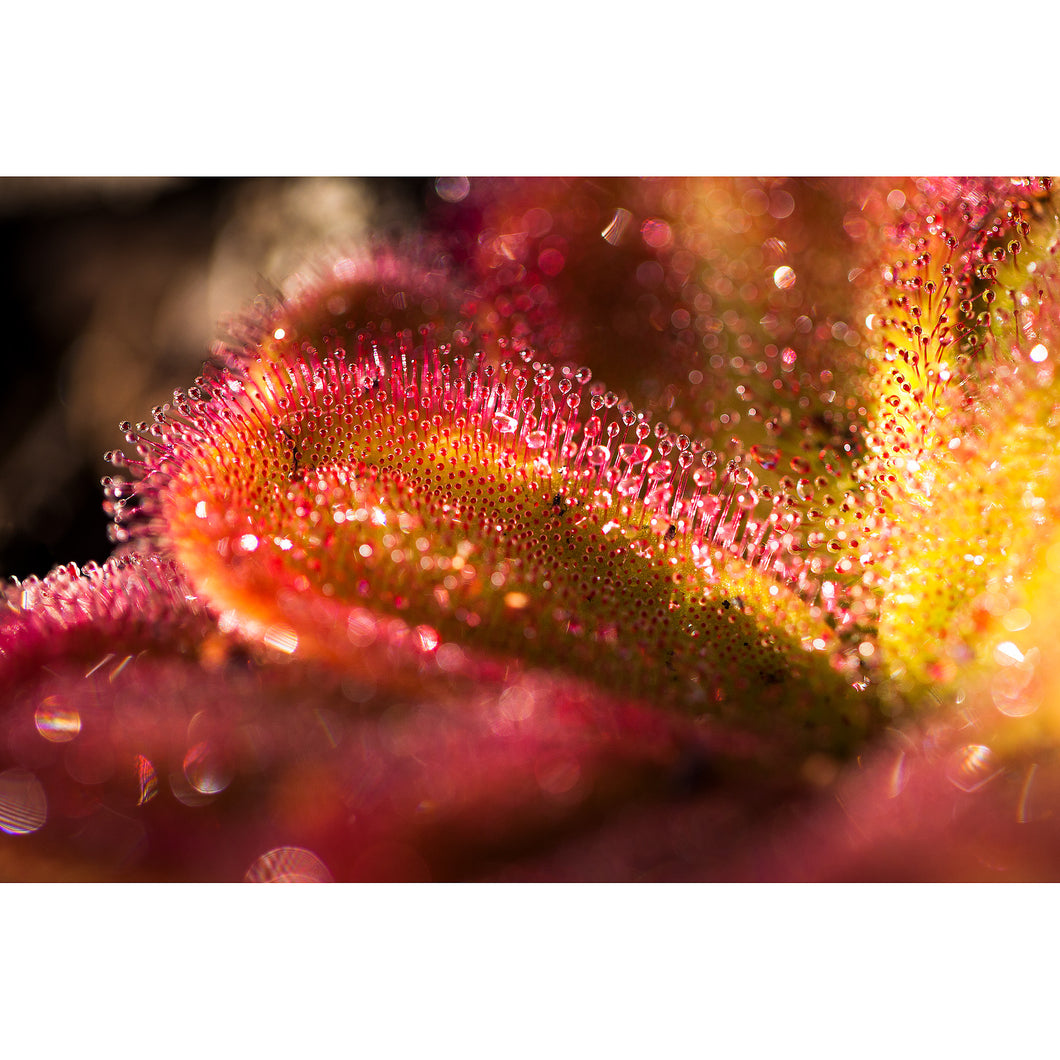 [PP1011] Red Ink Sundew print