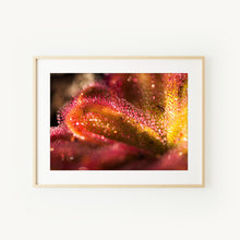 Load image into Gallery viewer, [PP1011] Red Ink Sundew print
