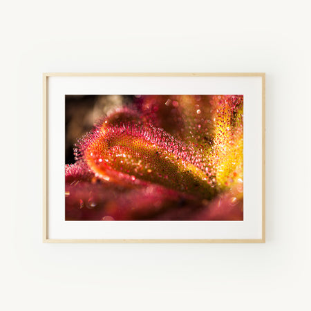 [PP1011] Red Ink Sundew print