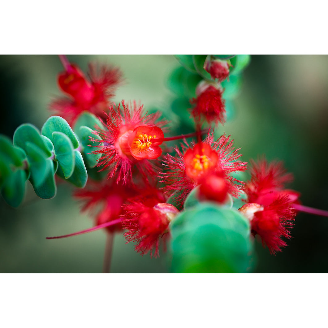 [PP1012] Scarlet Featherflower print