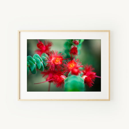 [PP1012] Scarlet Featherflower print
