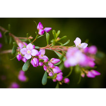 Load image into Gallery viewer, [PP1013] Aniseed Boronia print
