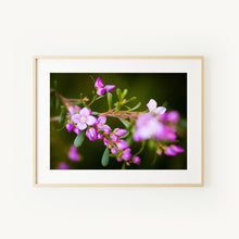 Load image into Gallery viewer, [PP1013] Aniseed Boronia print
