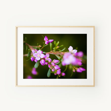 [PP1013] Aniseed Boronia print