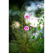 Load image into Gallery viewer, [PP1014] Scented Boronia and Everlasting paper-daisies print
